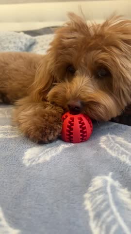 Cute fluffy puppy playing with red toy on soft blanket cozy home pet lifestyle scene