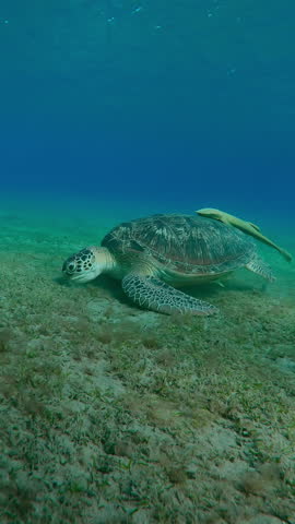 Vertical footage, Camera moving forwards approaching the Sea turtle greedily eats seaweed on seagrass meadow against deep blue water, Wide-angle shot, Slow motion of Green Sea Turtle, Chelonia mydas