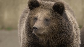 Close up footage of a brown bear moving its head and looking around in nature - Powered by Shutterstock - Get 15% off with code: PIKWIZARD15