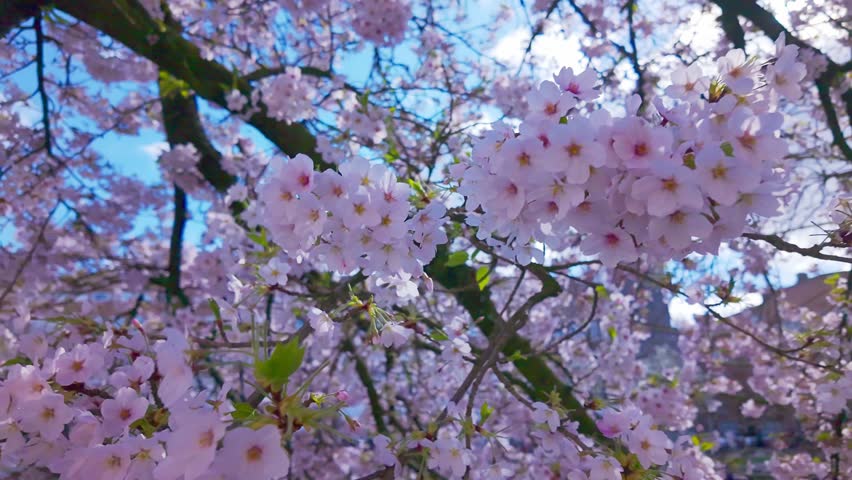 Blooming sakura branches sway in wind while camera pans left, dynamic spring scene, floral movement, tree branches filling frame, seasonal nature.