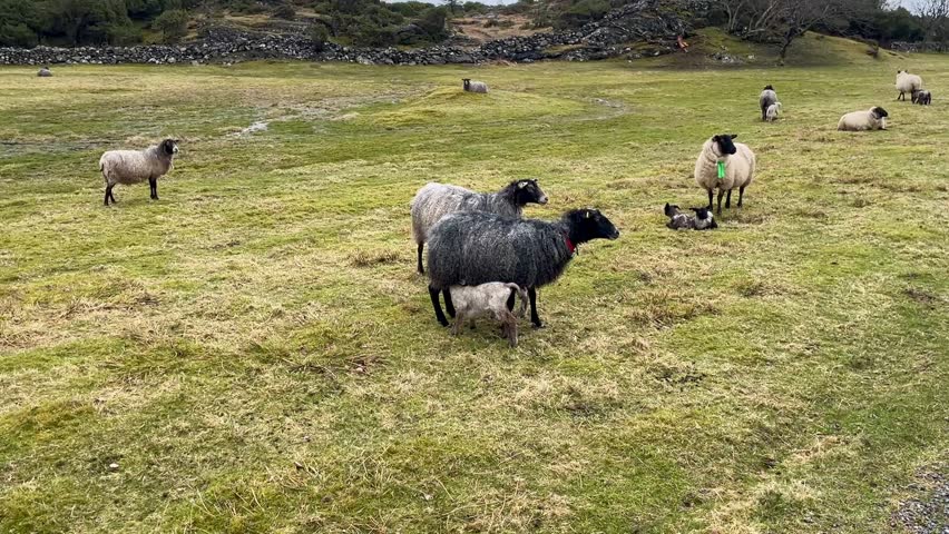 Sheep on a field with lambs