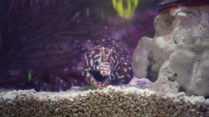 Static close-up of leopard moray eel with bold honeycomb pattern aggressively opening mouth to reveal sharp teeth beside porous coral in dark aquarium with purple seaweed background at Aquaria KLCC