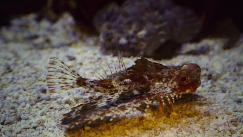 Static extreme close-up of a sea robin slowly turning on gravel floor in dark aquarium tank, revealing full body, spiny fins, leg appendages, and mottled skin from all angles.