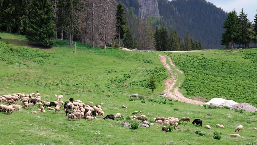 Herd of sheep on meadow on hillside against backdrop of Rhodope mountains with spruce forests and vegetation