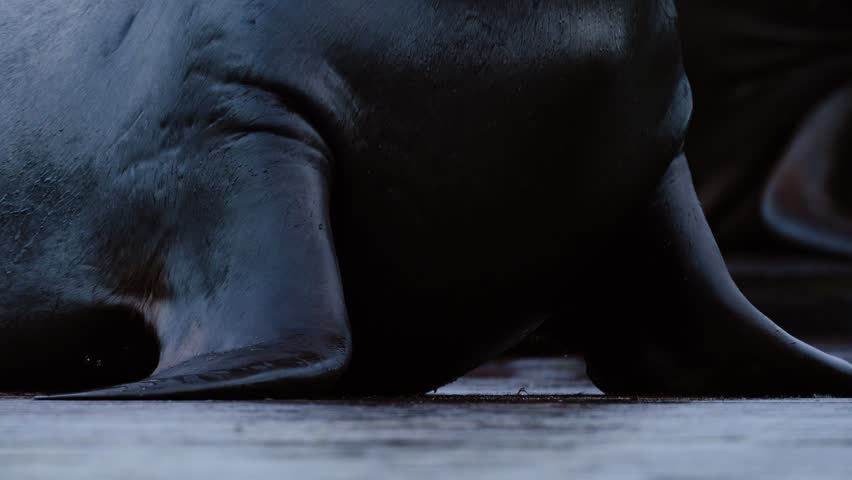 A slow tilt up reveals a sea lion relaxing on a dock.