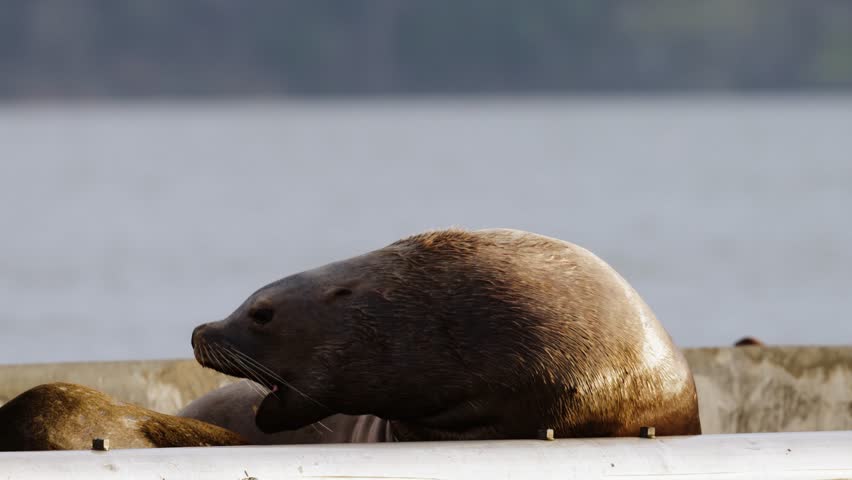 A sea lion moves around in the morning sun.