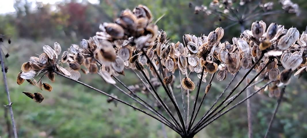 Macro shot of dry brown wildflower seed heads on a stem in an autumn field.