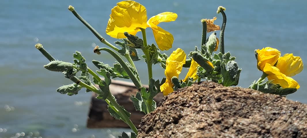 Bright yellow wild flowers blooming on a rocky shore with sea water background.
