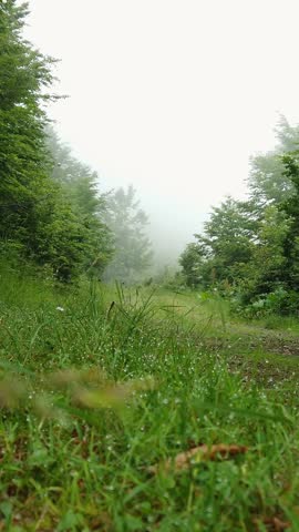 Close-up view of fresh green grass with morning dew drops. Foggy mysterious trail in a mountain forest during a misty summer morning