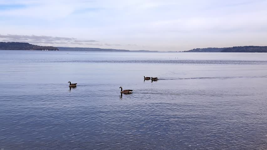 Canada geese swimming in a row on the calm surface of a wide lake under a cloudy sky.