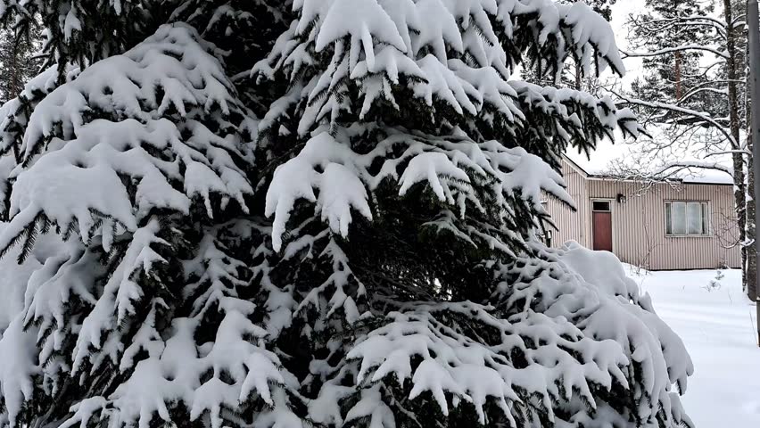 Small yellow wooden house in a snowy pine forest with a snow-covered path in winter.