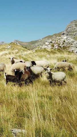 Flock of sheep and goats grazing peacefully in a sunny, golden pasture. Majestic mountains and clear blue sky in the scenic background