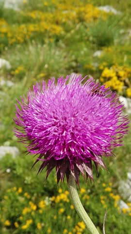 Close-up of a honey bee collecting nectar and pollen from a vibrant purple thistle flower. The wild plant sways gently in a mountain meadow
