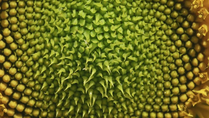 Close-up of a nearly closed sunflower bud before blooming in summer