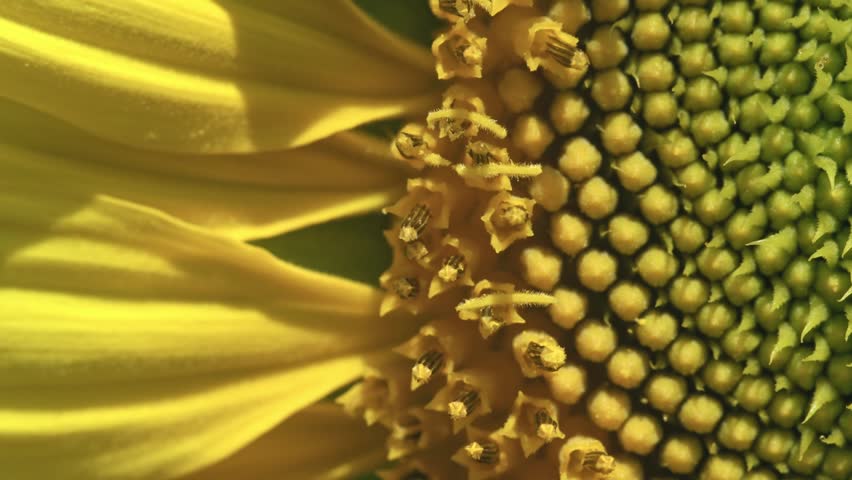 Macro Detail of an Open Sunflower Showing Pollen and Petals
