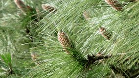 Branch of Canary Island pine with long needles and developing cones swaying in the wind in a Mediterranean forest environment - Powered by Shutterstock - Get 15% off with code: PIKWIZARD15