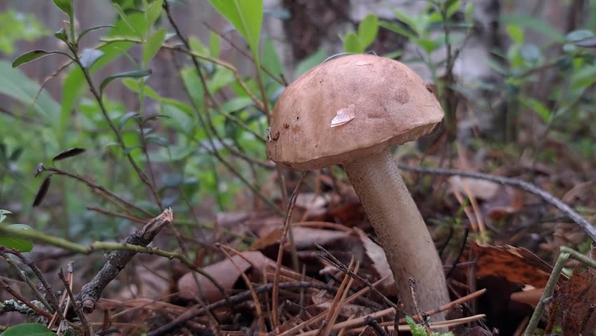 Wild edible mushrooms growing on a mossy fallen tree trunk in a lush green forest.