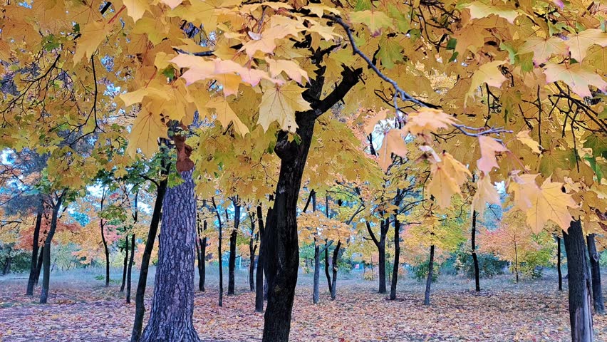 Beautiful autumn forest with golden maple leaves on trees and fallen foliage on the ground.