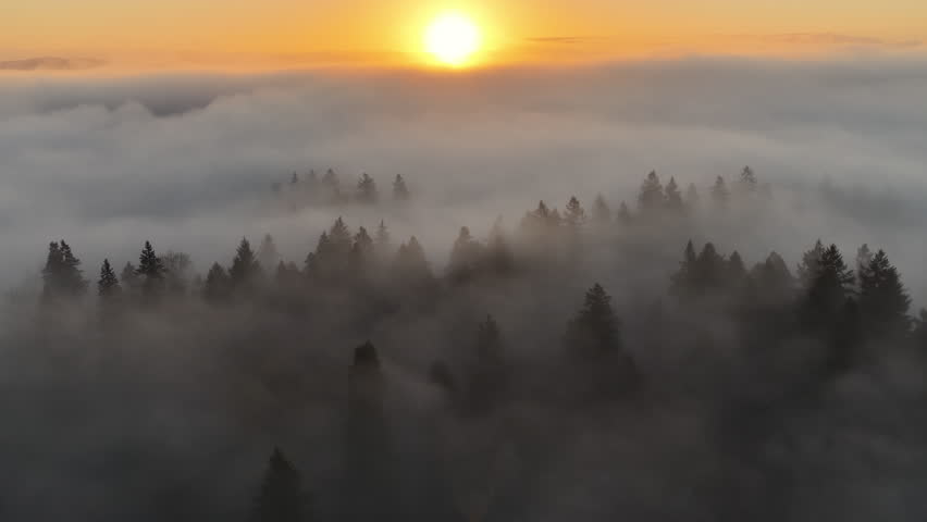 Fog drifts over a forest of primarily evergreen fir trees in Oregon, just south of Portland. The entire Pacific Northwest region is known for its magnificent forests and mountainous landscapes.