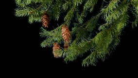 Isolated Pine Tree Branch With Cones Pre-Keyed With Alpha Channel - Powered by Shutterstock - Get 15% off with code: PIKWIZARD15