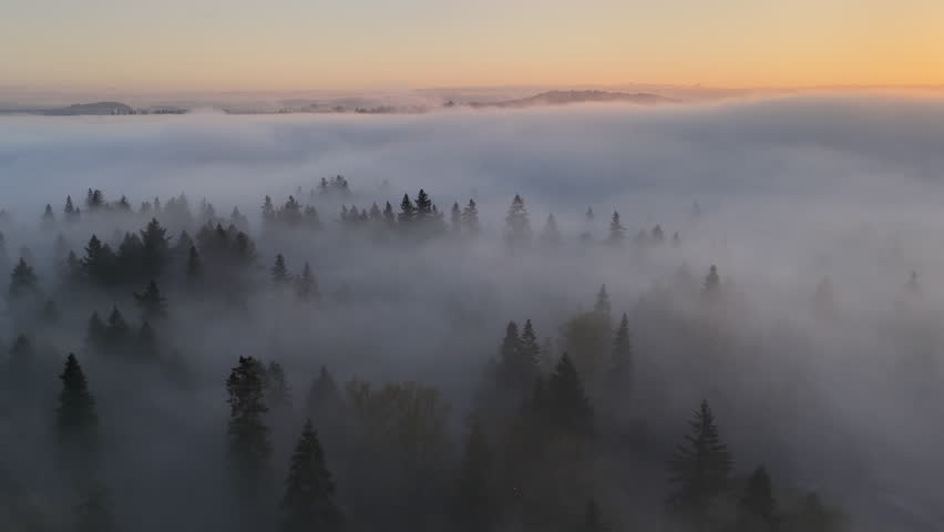 Fog drifts over a forest of primarily evergreen fir trees in Oregon, just south of Portland. The entire Pacific Northwest region is known for its magnificent forests and mountainous landscapes.