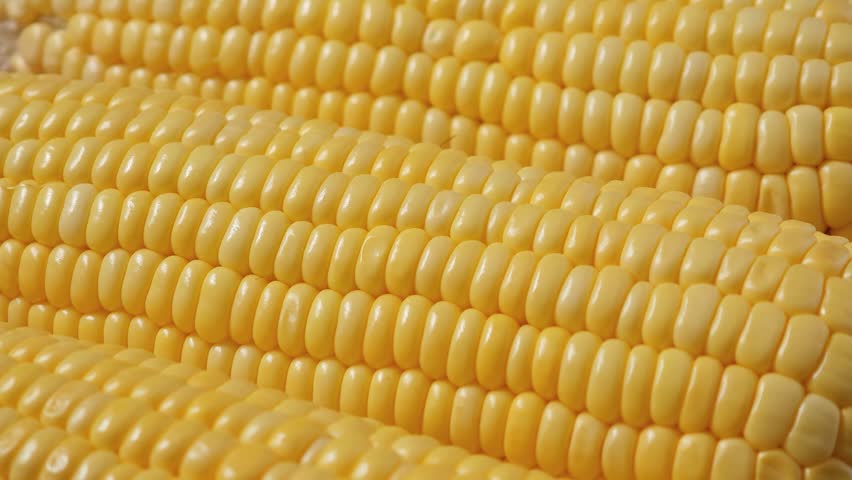 Close-up of fresh sweet corn.	