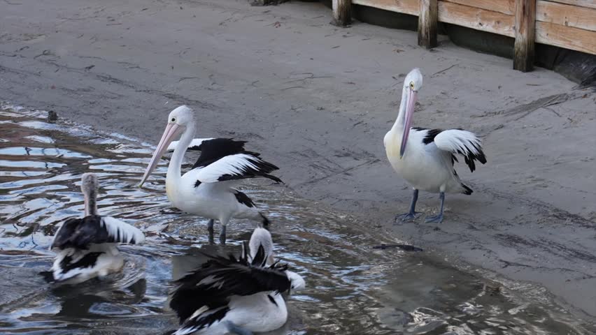 Australian pelicans on the banks of Brisbane waters in Woy Woy, Australia