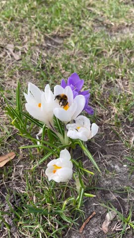 Video of a large bumblebee collecting pollen in a white crocus flower with zoom-in