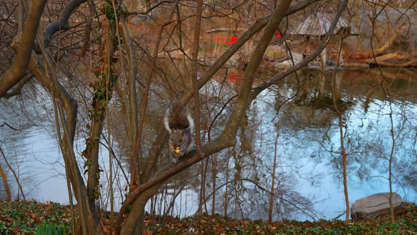 Eastern gray squirrel sitting on tree branch near water. A squirrel perched on a bare tree branch eating a nut with a lake and a red bridge in the background.
