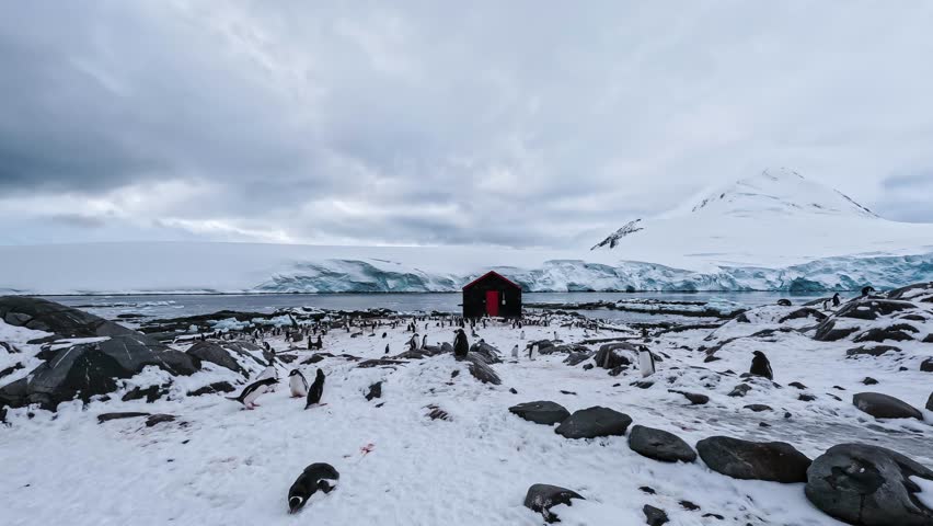Gentoo penguins colony near red station building in antarctica with snowy mountains and glacier background