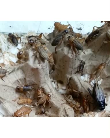High angle view of many crickets on egg trays in a breeding farm.