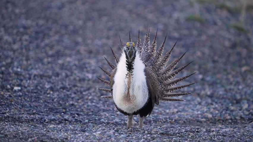 Close up of a Greater Sage Grouse as male struts in slow motion at a lek in Utah.