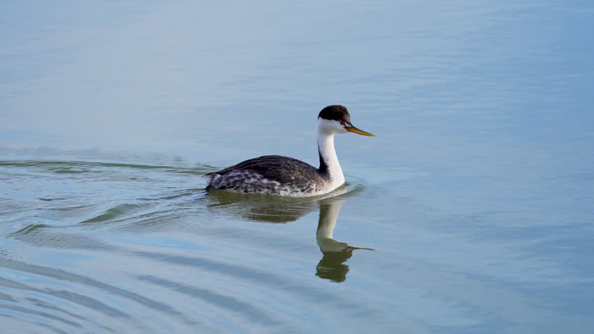 Close up of a Grebe as it swims by in slow motion on Utah Lake.