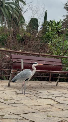 detailed portrait of heron with long beak and vivid eye, vertical video