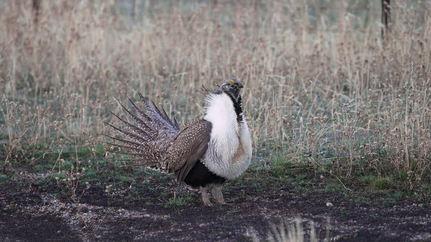 Greater Sage Grouse lek, during mating display in Utah as males are strutting in the journey for a mate.