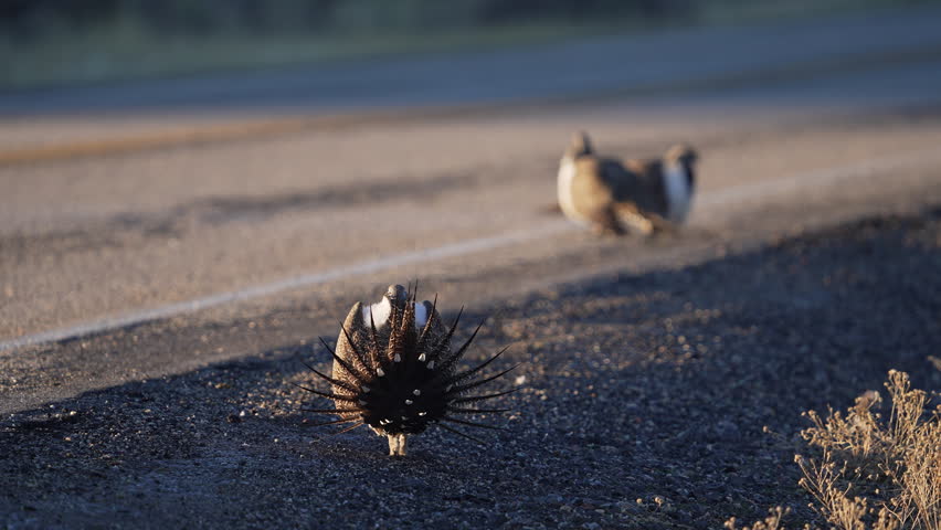 Greater Sage Grouse lek, during mating display in Utah as males are strutting on a road in Utah.