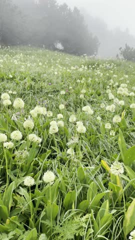 A foggy mountain landscape with green grass, wildflowers, bushes and glimmering dew at Fronalpstock, Switzerland