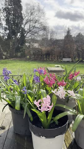Watering vibrant hyacinths with a watering can from the left side in springtime