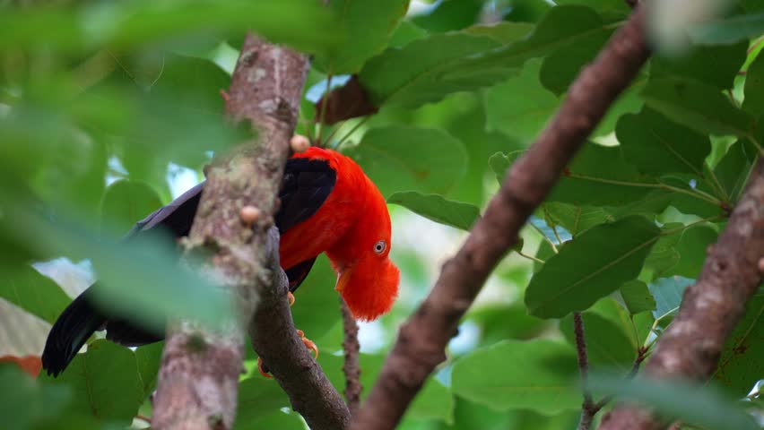 Close up shot of a male Andean cock-of-the-rock (Rupicola peruvianus) with striking plumage, perches on tree branch and looking around the surroundings,.