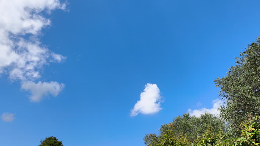Olive trees in a natural landscape under a blue sky with soft clouds during springtime. Fresh green foliage and peaceful rural scenery in Mediterranean environment.
