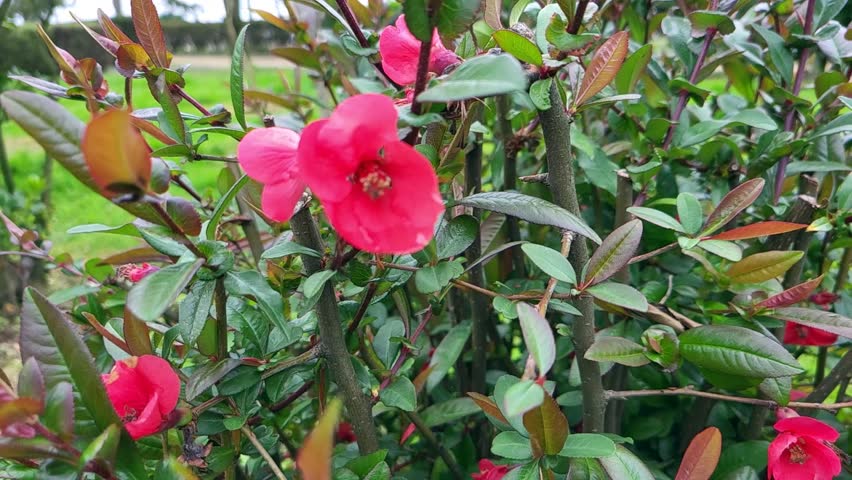 Large pink flowers surrounded by green leaves