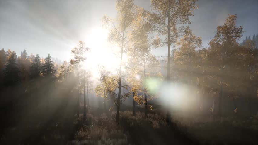 Sunlight shining through pine trees in a mountain forest, casting warm rays and shadows over the landscape, creating a peaceful and natural scenic view.