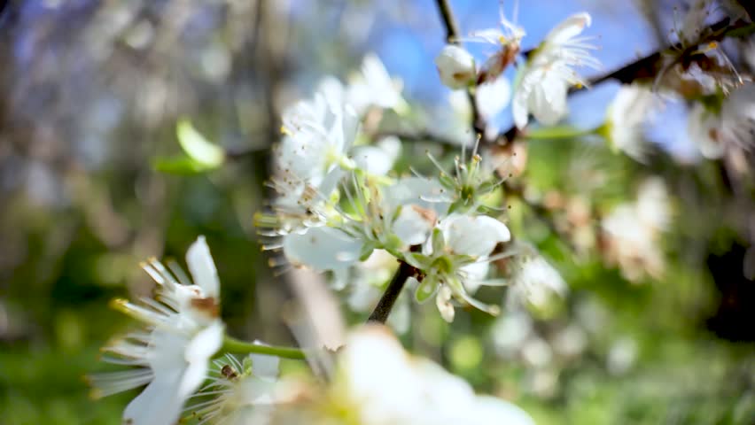 Close up view of white tree flowers blooming in a spring garden