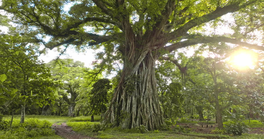 Ancient giant banyan tree with strong aerial roots creating a natural shelter, standing in a lush tropical forest on Tanna Island, Vanuatu, with sunlight breaking through the canopy. Nature landscape
