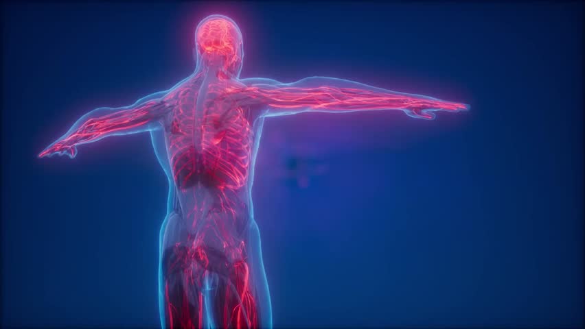 Detailed visualization of the human circulatory system showing blood vessels, including arteries, veins, and capillaries, transporting blood throughout the body in a medical animation.