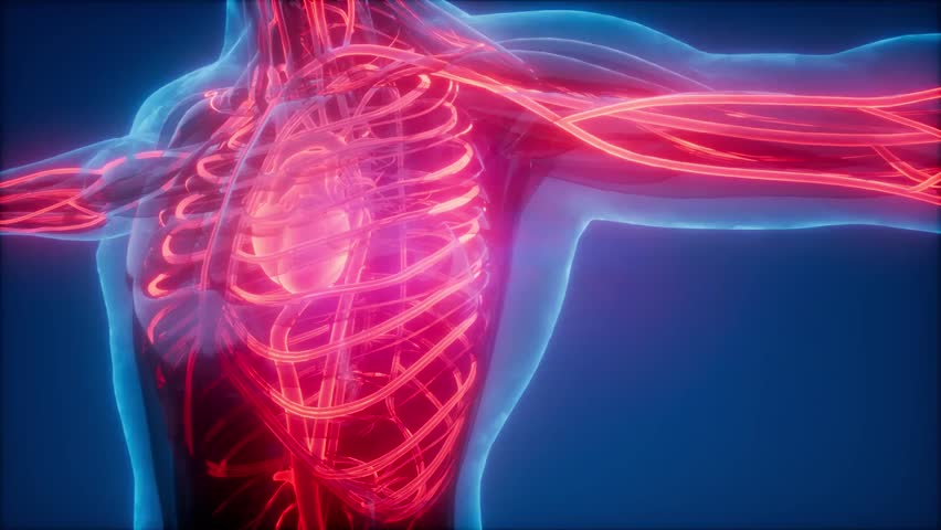 Detailed visualization of the human circulatory system showing blood vessels, including arteries, veins, and capillaries, transporting blood throughout the body in a medical animation.