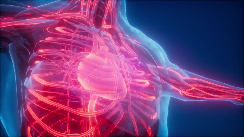 Detailed medical animation of human blood vessels showing arteries, veins, and capillaries transporting blood throughout the body system.