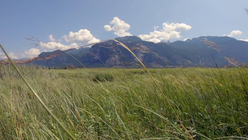 Squamish Estuary Marsh Tall Grasses 4K UHD. The Squamish Estuary marsh with the Stawamus Chief rising in the background. 4K, UHD.
