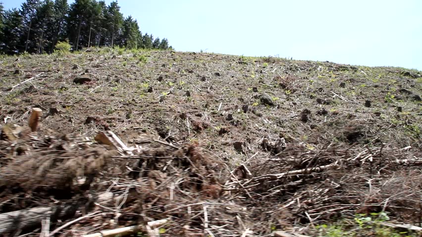 Deforestation