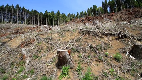 Naked in the woods Stock Video Footage - 4K and HD Video Clips